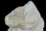 Fossil Crinoid (Eucalyptocrinus) Calyx on Rock - Indiana #127322-2